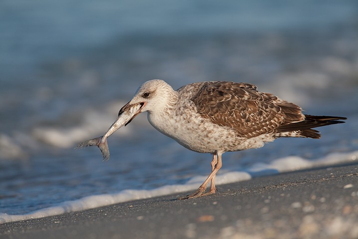 Ringschnabelmwe Larus delawarensis Ring-billed Gull 